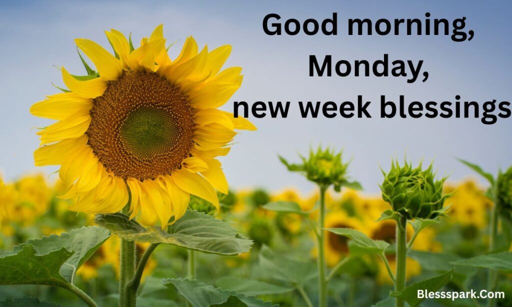 220+ Good Morning Monday Blessings to Start Your Week Right