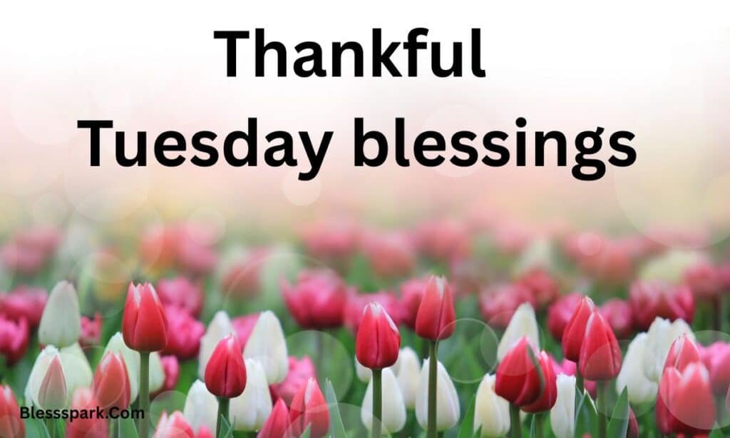 290+ Tuesday Blessings with Quotes to Share and Inspire