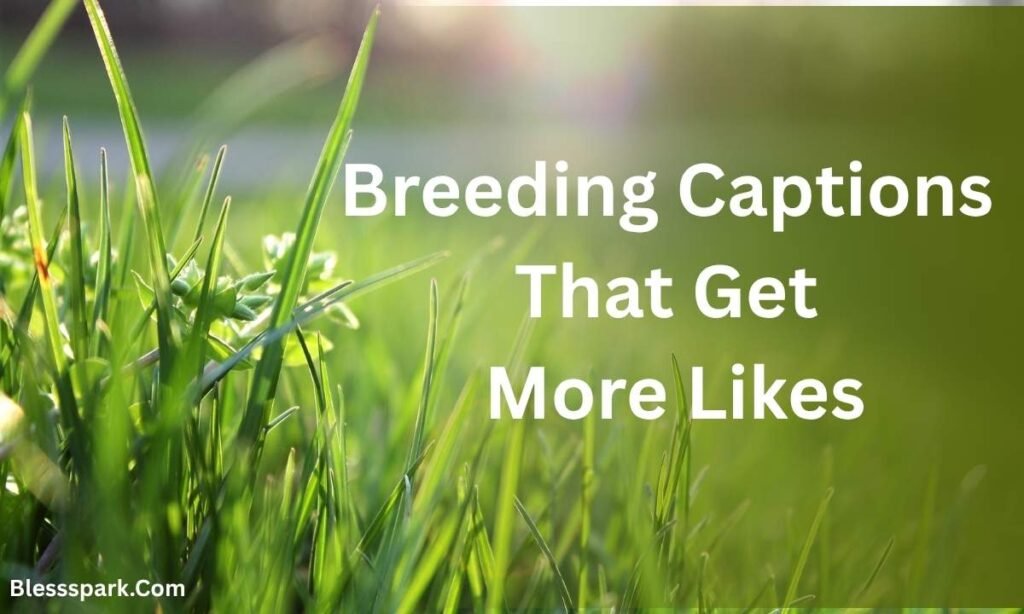 500+ Breeding Captions That Get Likes